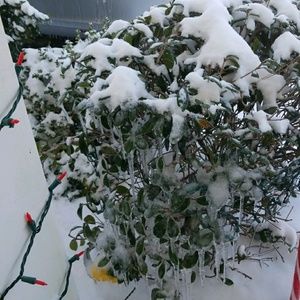 Meet your Posher, Renee